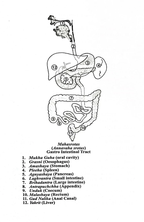 Clinical Anatomy in Ayurveda